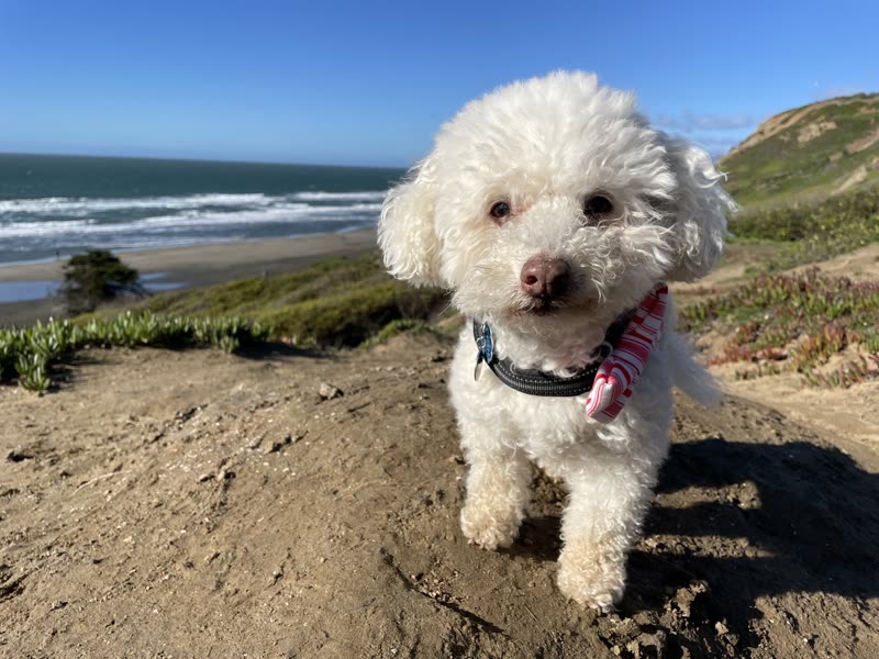 A fluffy white Bichon-type dog in a harness on a coastal trail with the ocean behind it