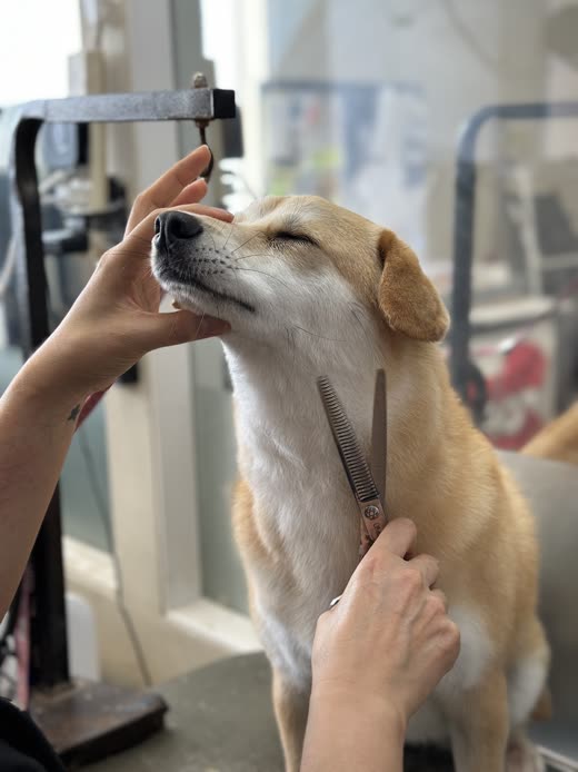 A groomer's hands trimming a Shiba Inu's chin with scissors on the grooming table